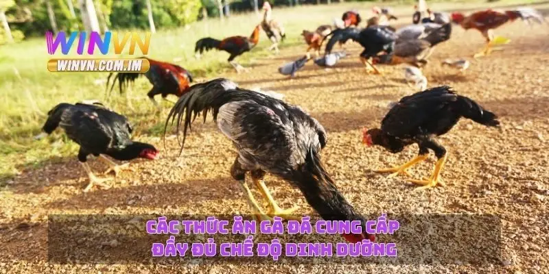 Thức Ăn Gà Đá Chế Độ Dinh Dưỡng Tốt Cho Gà Đá Khỏe Mạnh 2 Các thức ăn gà đá cung cấp đầy đủ chế độ dinh dưỡng