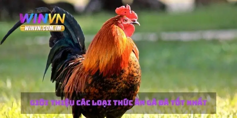 Thức Ăn Gà Đá Chế Độ Dinh Dưỡng Tốt Cho Gà Đá Khỏe Mạnh 1 Giới thiệu các loại thức ăn gà đá tốt nhất