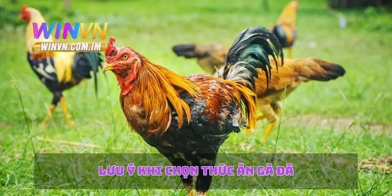 Thức Ăn Gà Đá Chế Độ Dinh Dưỡng Tốt Cho Gà Đá Khỏe Mạnh 3 Lưu ý khi chọn thức ăn gà đá