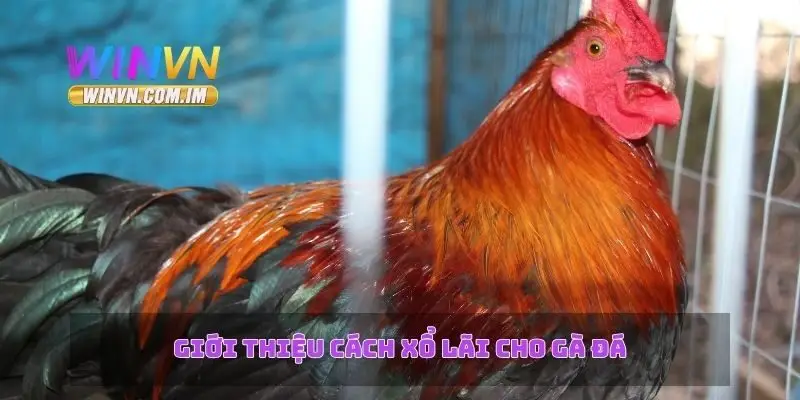Cách Xổ Lãi Cho Gà – Chiến Lược Hiệu Quả Trong Chăm Sóc Gà 1 Giới thiệu cách xổ lãi cho gà đá