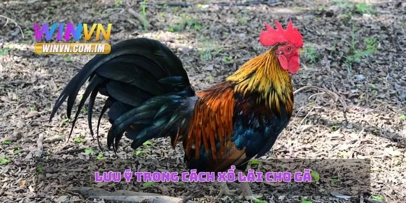 Cách Xổ Lãi Cho Gà – Chiến Lược Hiệu Quả Trong Chăm Sóc Gà 3 Lưu ý trong cách xổ lãi cho gà
