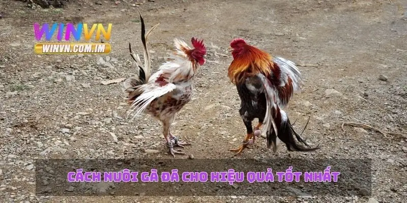 Cách Nuôi Gà Đá – Chọn Giống Và Kỹ Thuật Nuôi Tốt Nhất 2 Cách nuôi gà đá cho hiệu quả tốt nhất