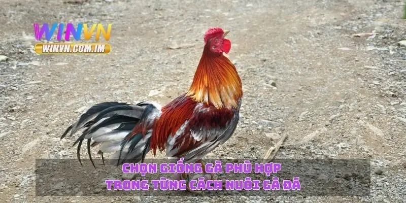 Cách Nuôi Gà Đá – Chọn Giống Và Kỹ Thuật Nuôi Tốt Nhất 1 Chọn giống gà phù hợp trong từng cách nuôi gà đá