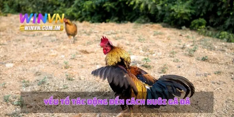 Cách Nuôi Gà Đá – Chọn Giống Và Kỹ Thuật Nuôi Tốt Nhất 3 Yếu tố tác động đến cách nuôi gà đá