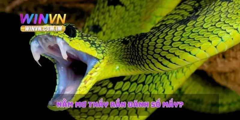 Nằm mơ thấy rắn đánh số mấy?